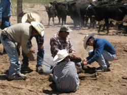 men branding cattle